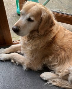 Golden retriever (Rainbow) lying next to an open door.